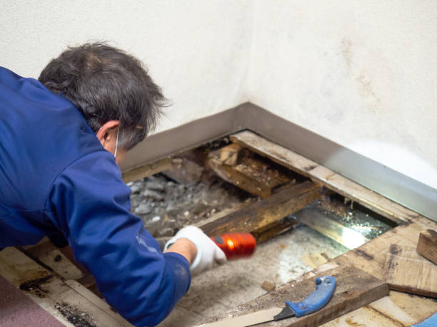 Best White Mold Remediation in Cologne, NJ