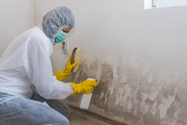 Trusted Cologne, NJ Mold Remediation Experts